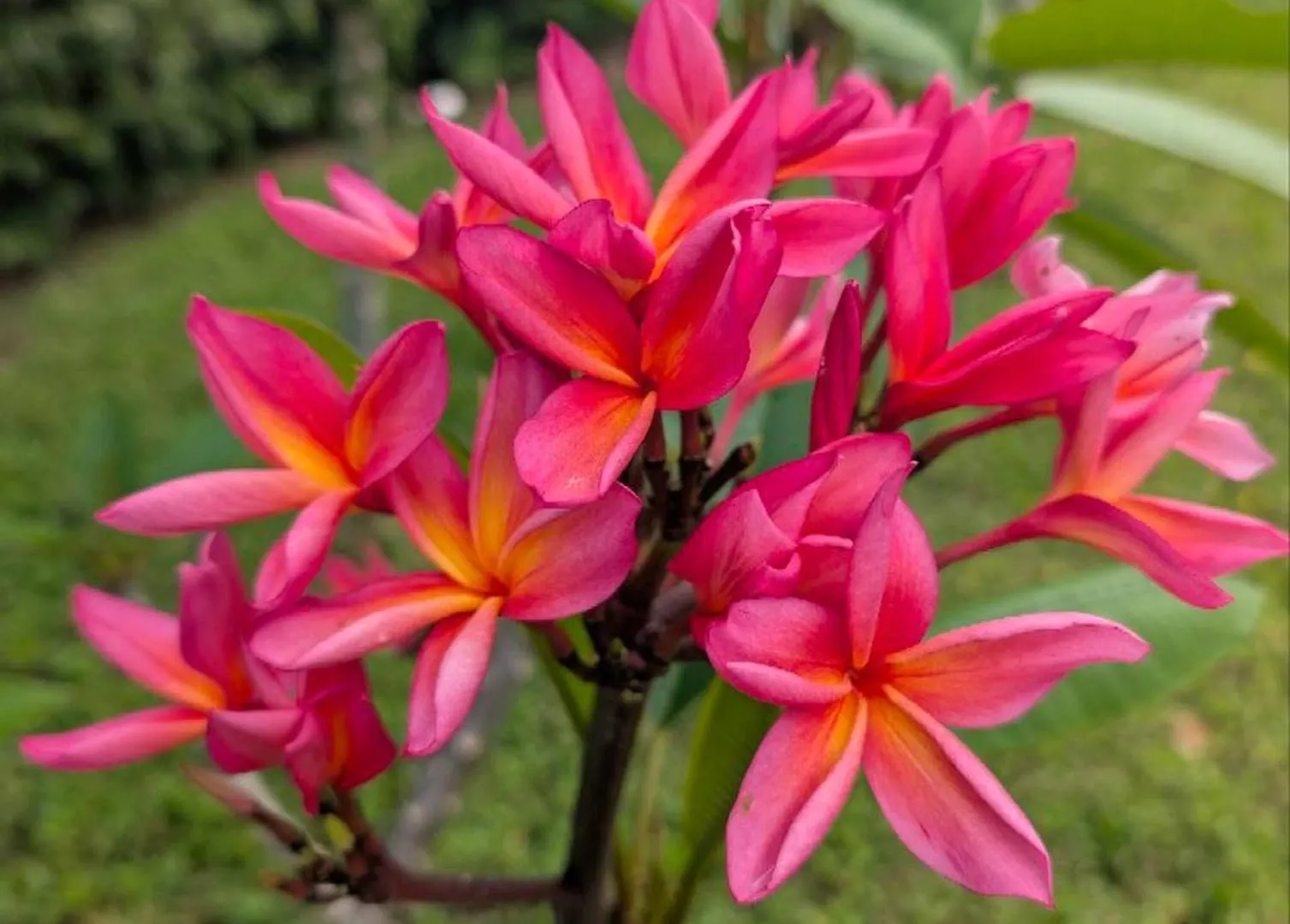 Hotel Glamping Garden Getaway Pahoa