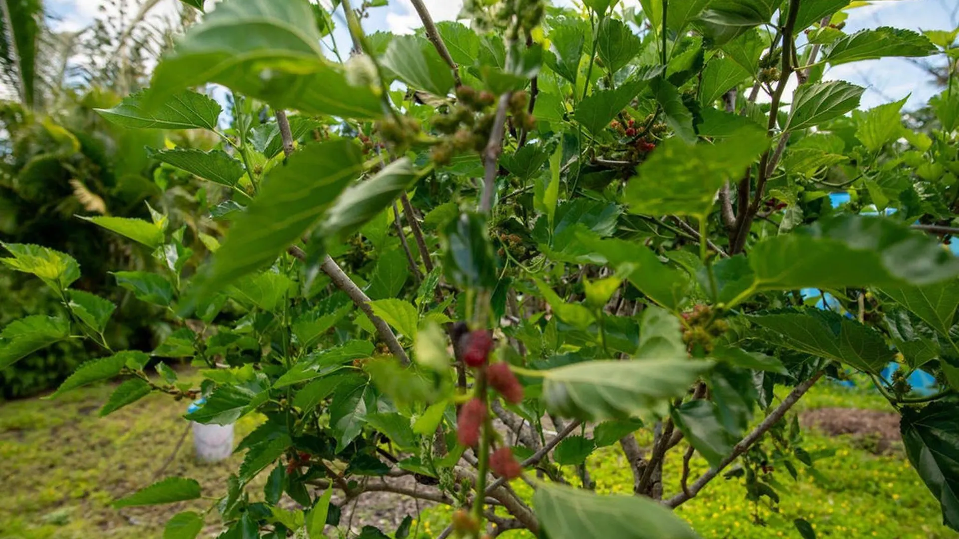Hotel Glamping Garden Getaway Pahoa