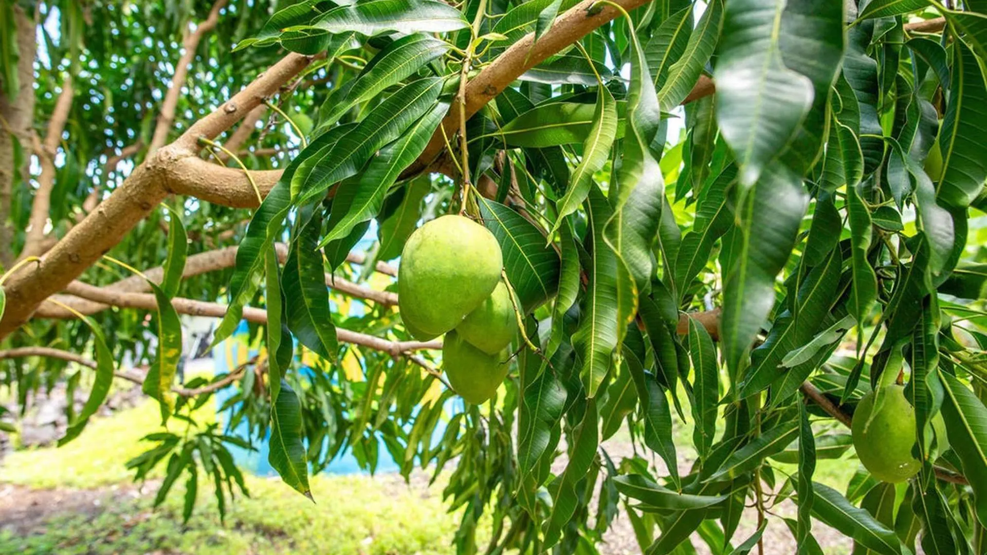Maison d'hôtes Hotel Glamping Garden Getaway à Pahoa États-Unis