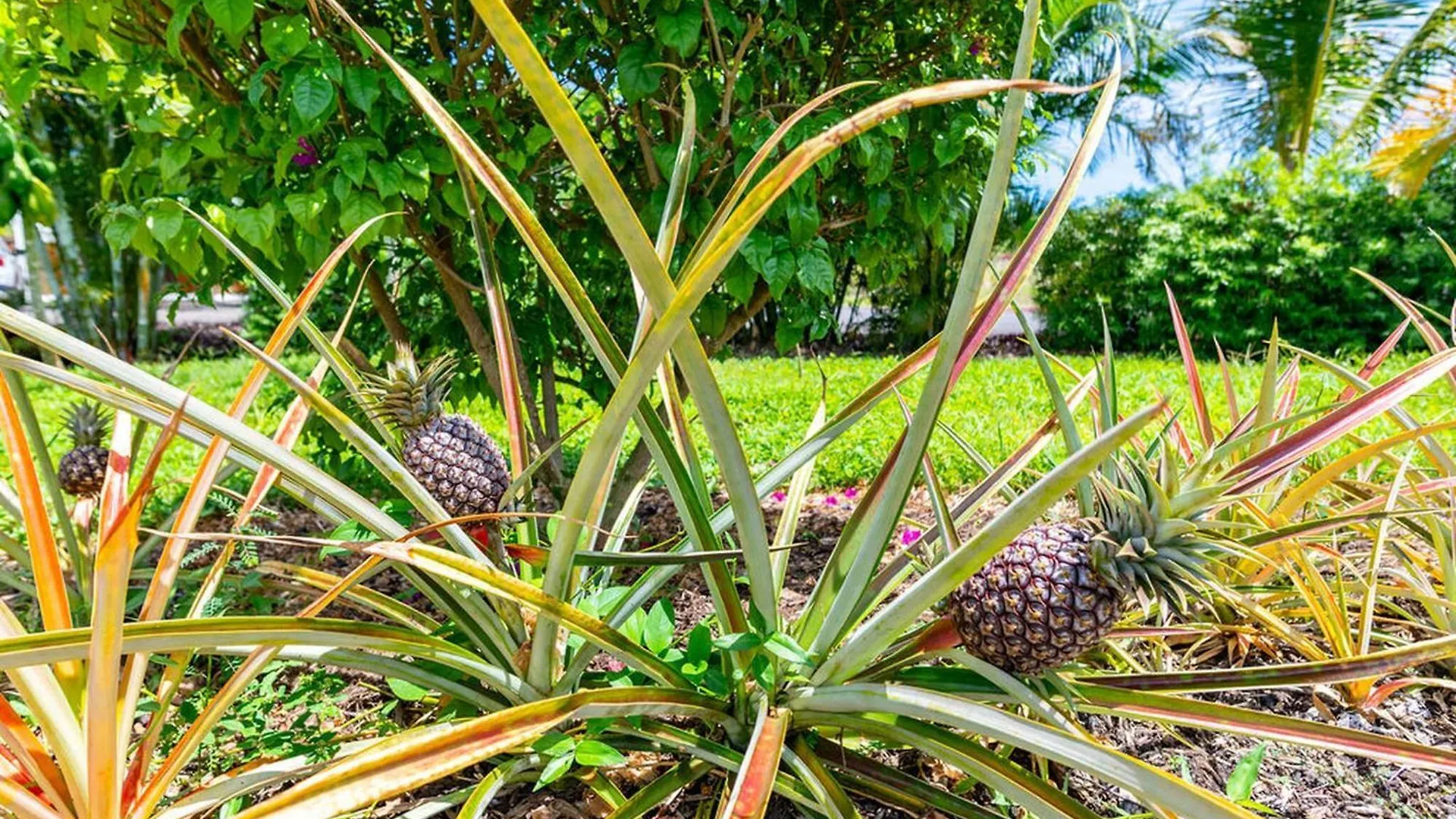 Hotel Glamping Garden Getaway à Pahoa